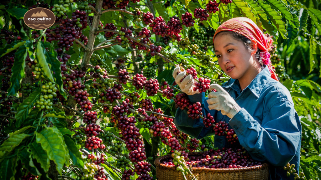 Coffee Tây Nguyên – Hương Vị Của Đất Đỏ Bazan