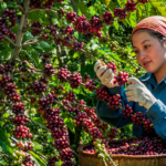 Coffee Tây Nguyên – Hương Vị Của Đất Đỏ Bazan